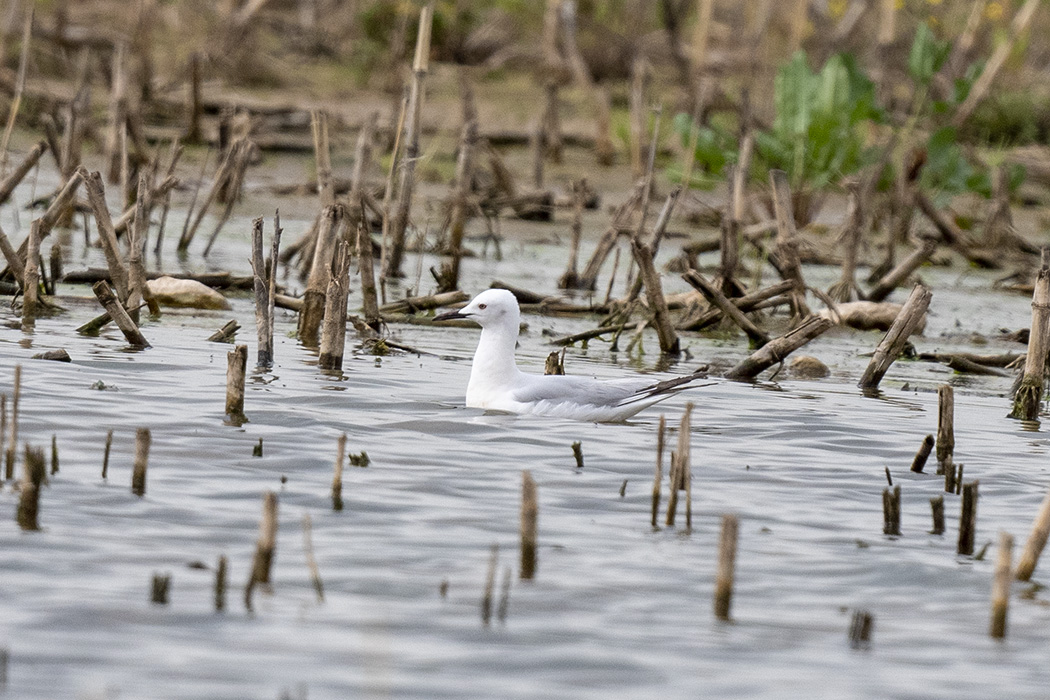 Slender-billed Gull